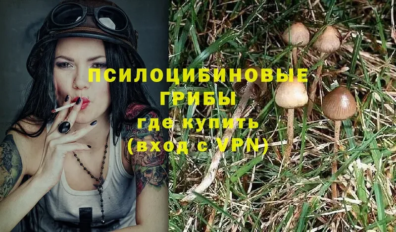 kraken ТОР  Калязин  Псилоцибиновые грибы Cubensis 